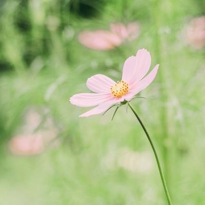 相约在下一个春暖花开【视频】