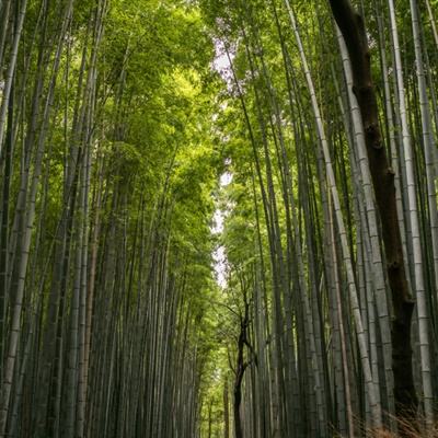 车臣领导人称马斯克远程锁住其特斯拉卡车，真能做到？除了锁住还能做什么？